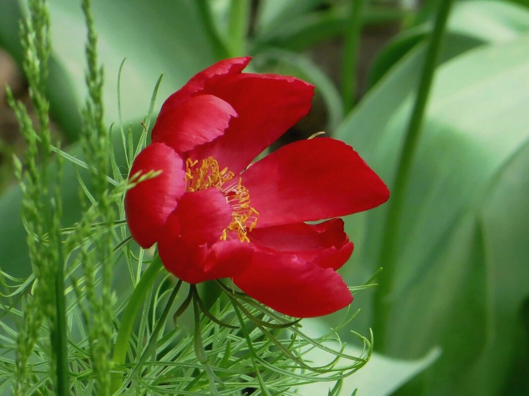 Крупные цветы пиона тонколистного имеют ярко-красный оттенок и похожи на мак - Татьяна Смоляниченко