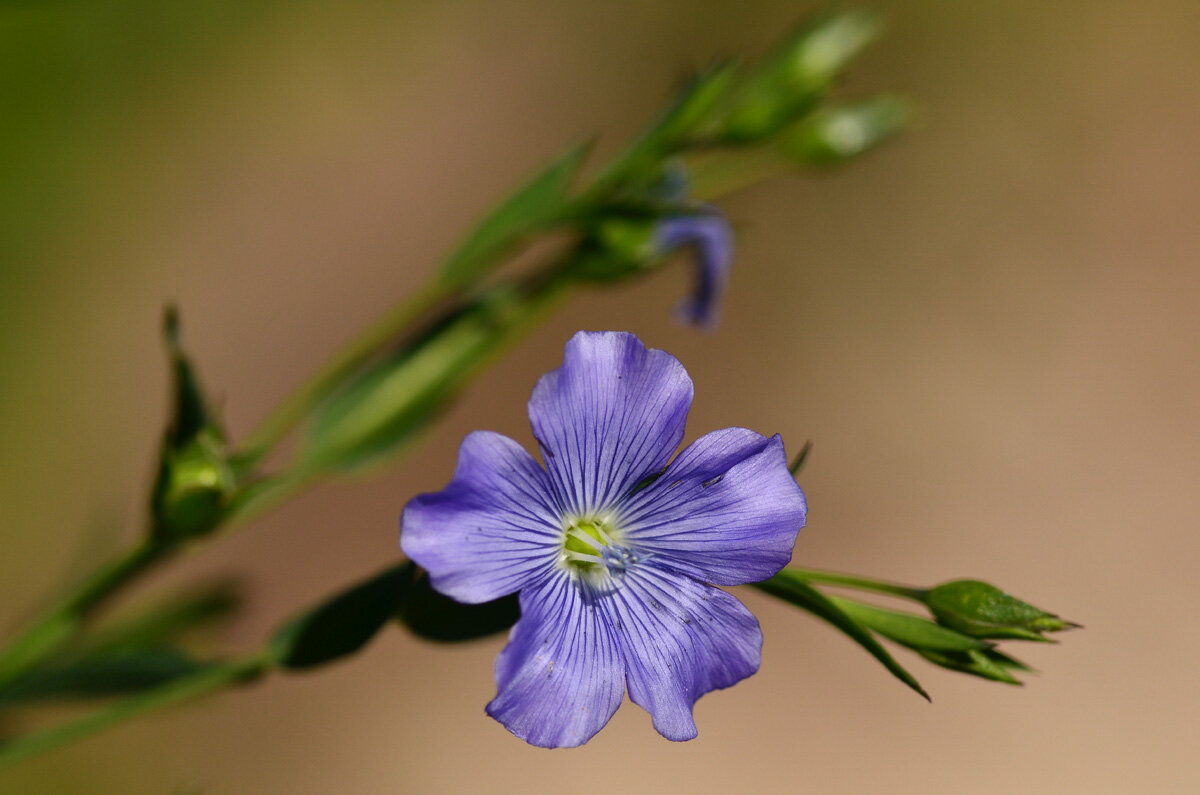 Цветок голубого льна - Татьяна Соловьева