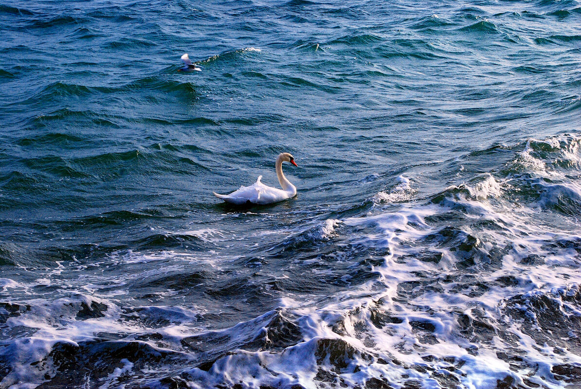 Одинокий белый лебедь - Ольга (crim41evp)