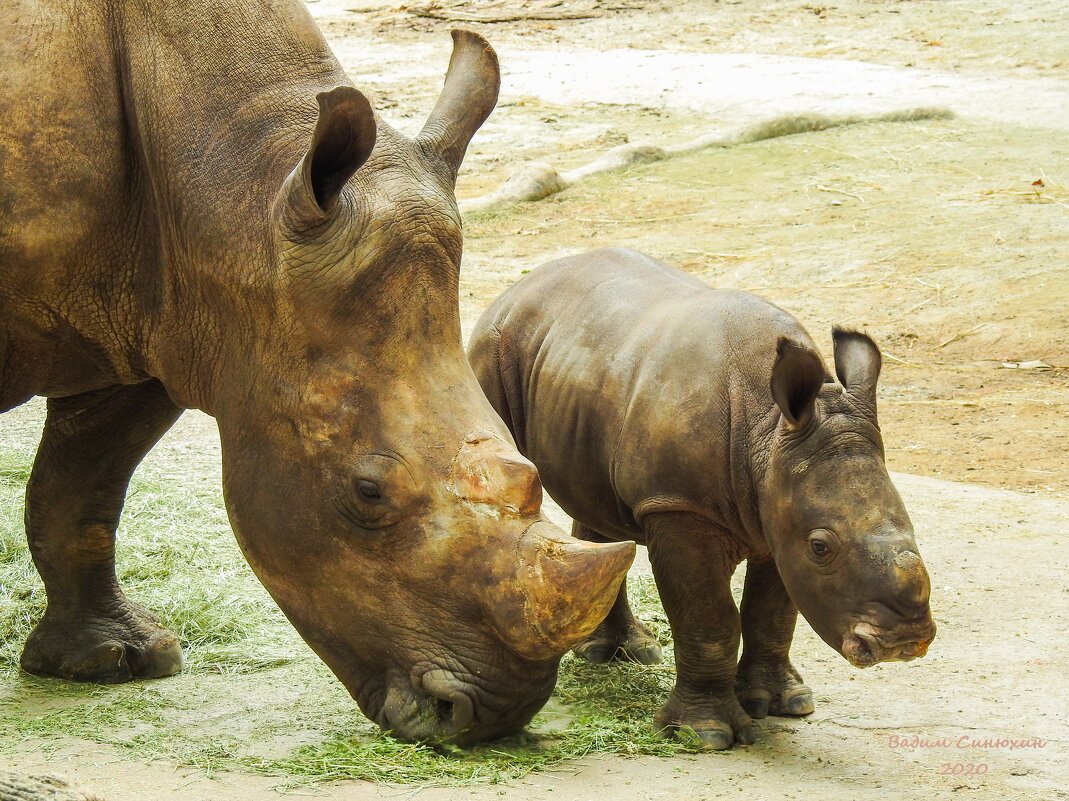 Белый носорожик со своей мамой. - Вадим Синюхин