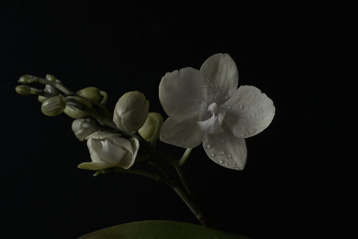 орхидея - Ирина Секачева