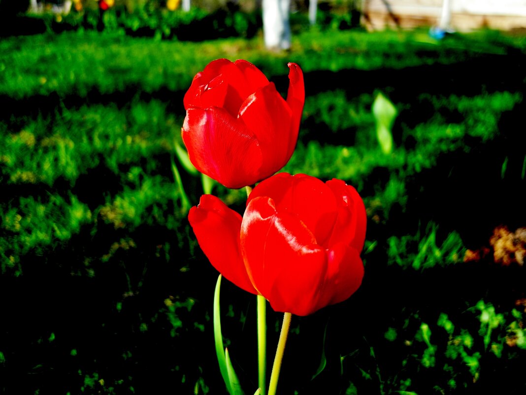 тюльпаны - Владимир 