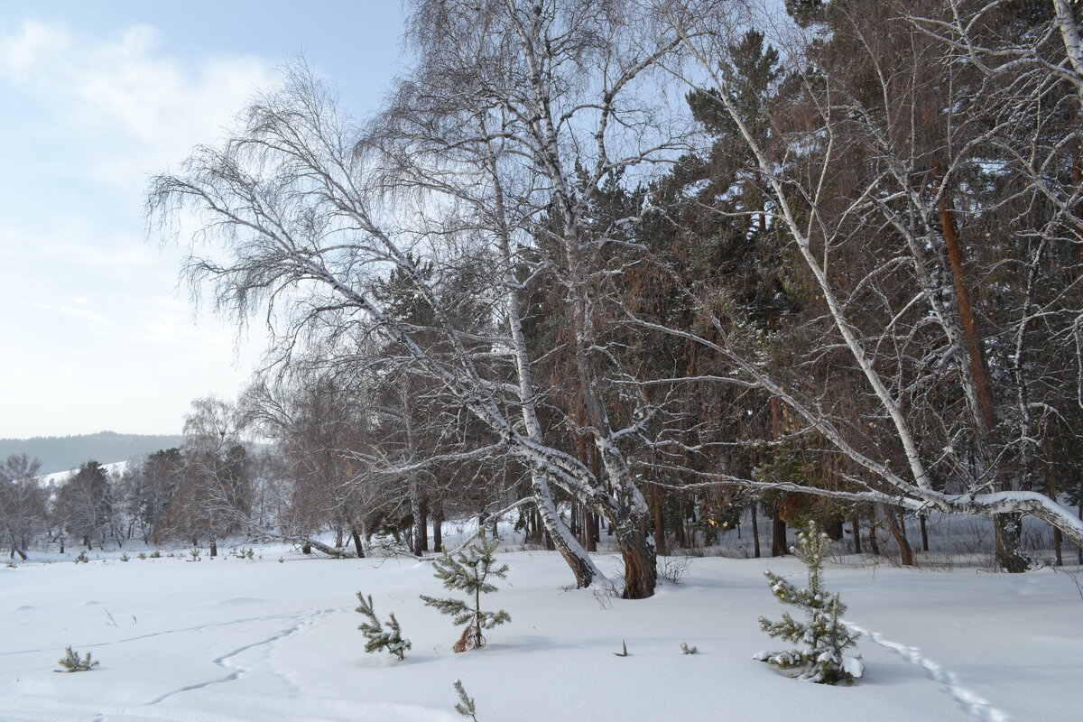 Белая берёза,в снегах Центрального  Казахстана... - Андрей Хлопонин