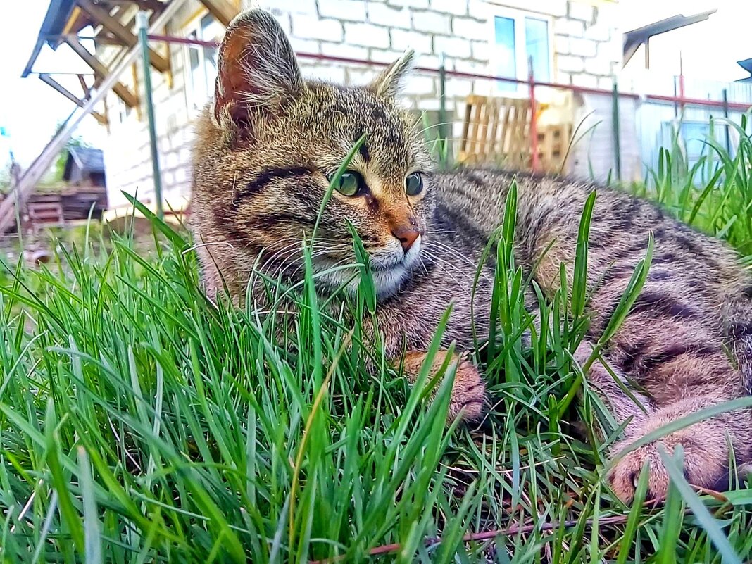 Котик на траве - Света Кондрашова