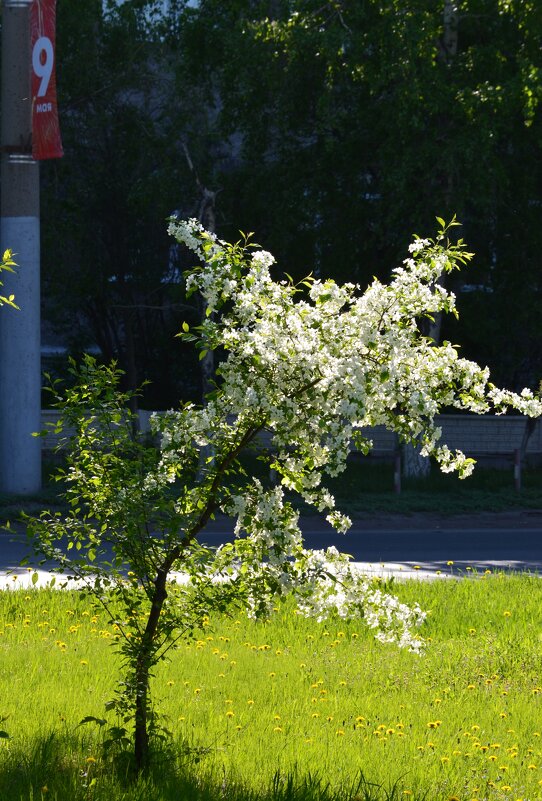 Весна, май - Savayr 