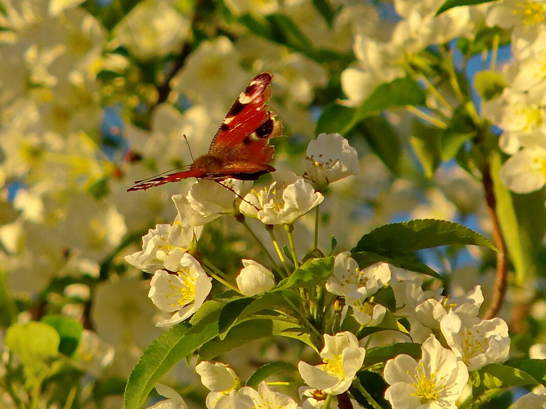 Бабочка на цветущей яблоне. - сергей 