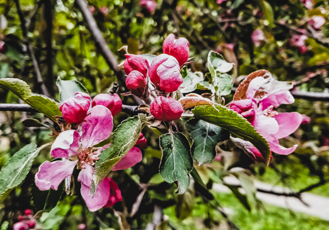 "Яблони в цвету - весны творенье, Яблони в цвету - весны круженье..." - Сергей Козырев