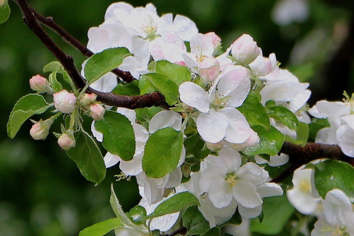 Яблоня в цветущем мае - Надежд@ Шавенкова