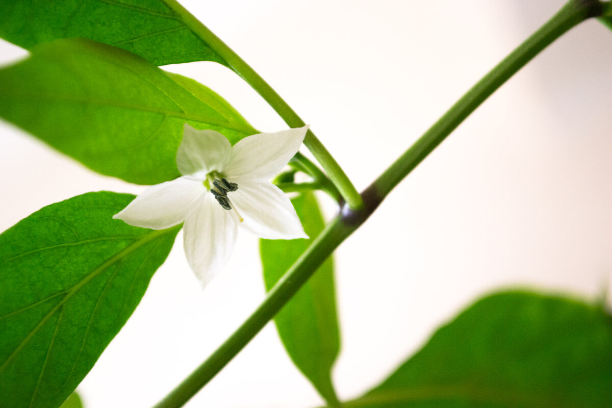 цветок тайского чили - Алексей Кузьмичев