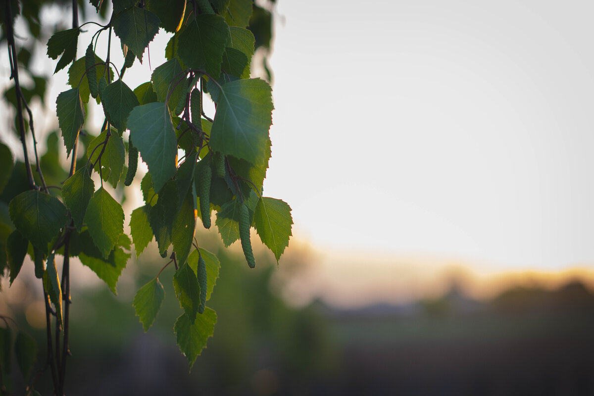 BIRCH TREE - elena13 .