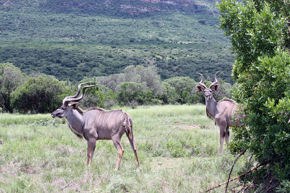 Kudu males - John Anthony Forbes