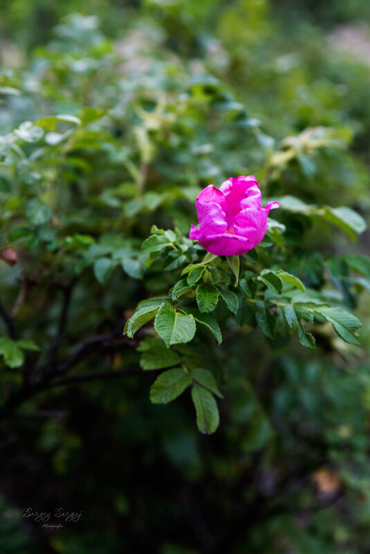 Spring flowers - Sergey Sergaj