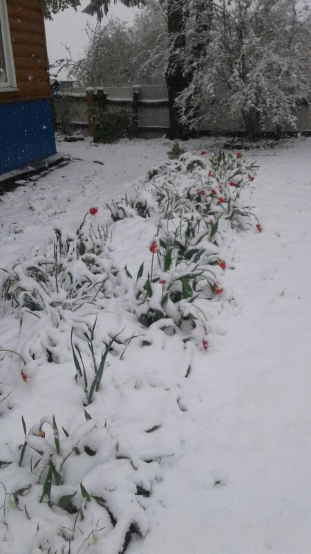 Тюльпаны мёрзнут в снегу - BoxerMak Mak