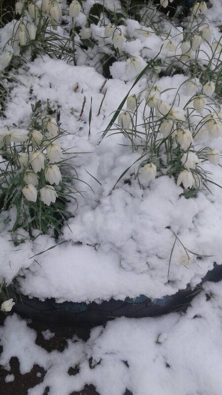 Рябчики мёрзнут в снегу - BoxerMak Mak