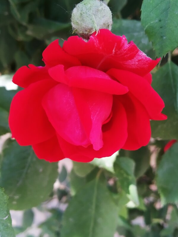 Прекрасная роза - Анара 