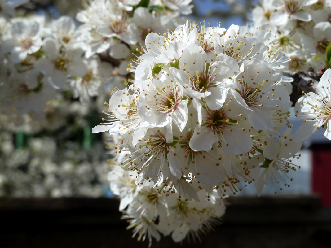 В весенних конопушках белые цветы!... - Лидия Бараблина