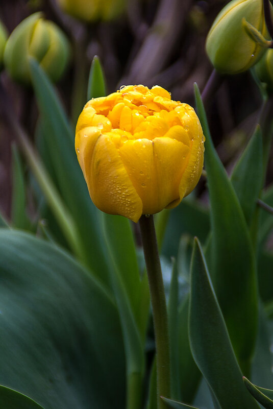 Желтые тюльпаны - Александр Трухин