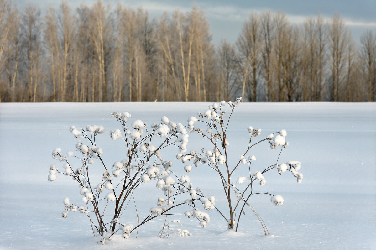 Напоминание о зиме - Дмитрий Конев