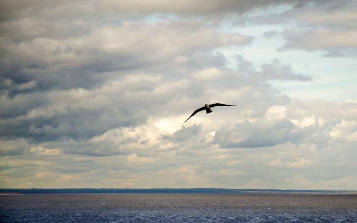 чайка над морем - Елена Кордумова