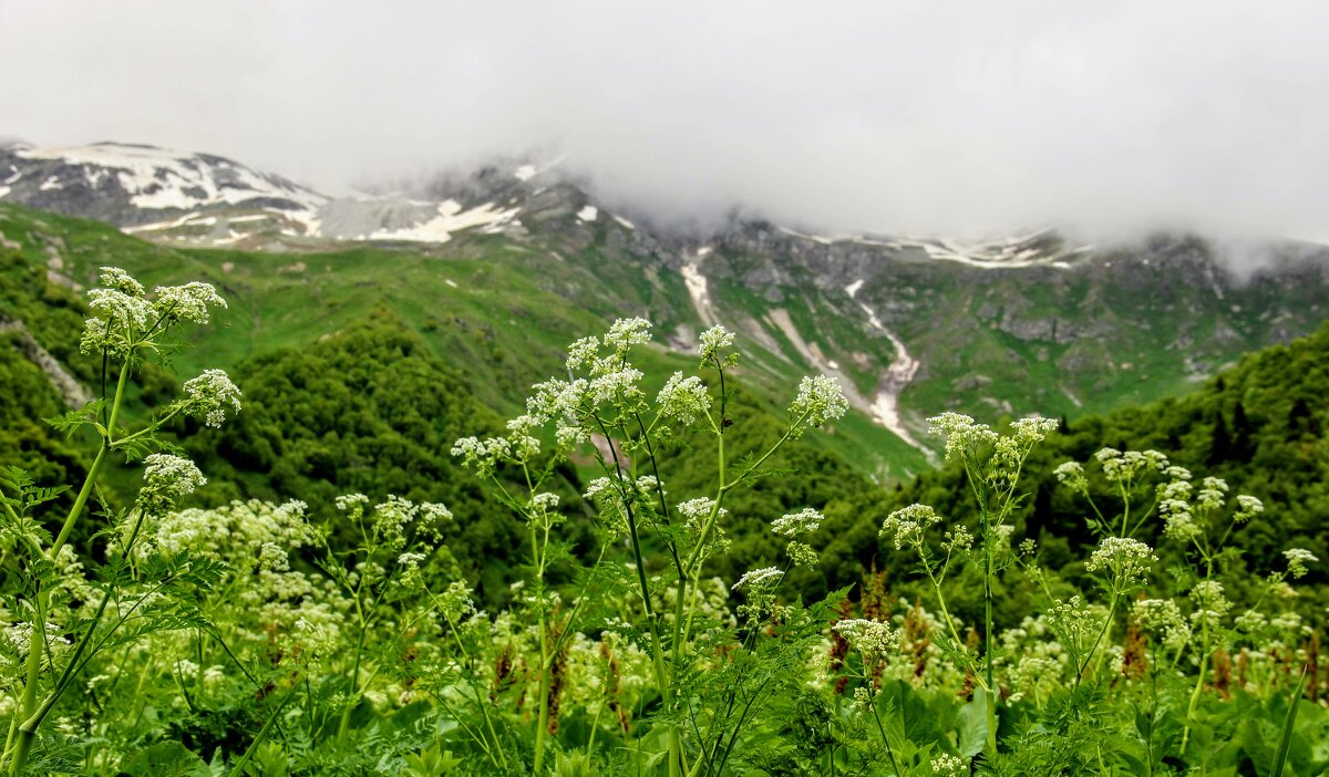 Альпийские луга Домбая - Вячеслав Случившийся