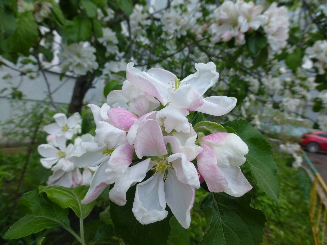 Яблоня цвете у дома - Наиля 