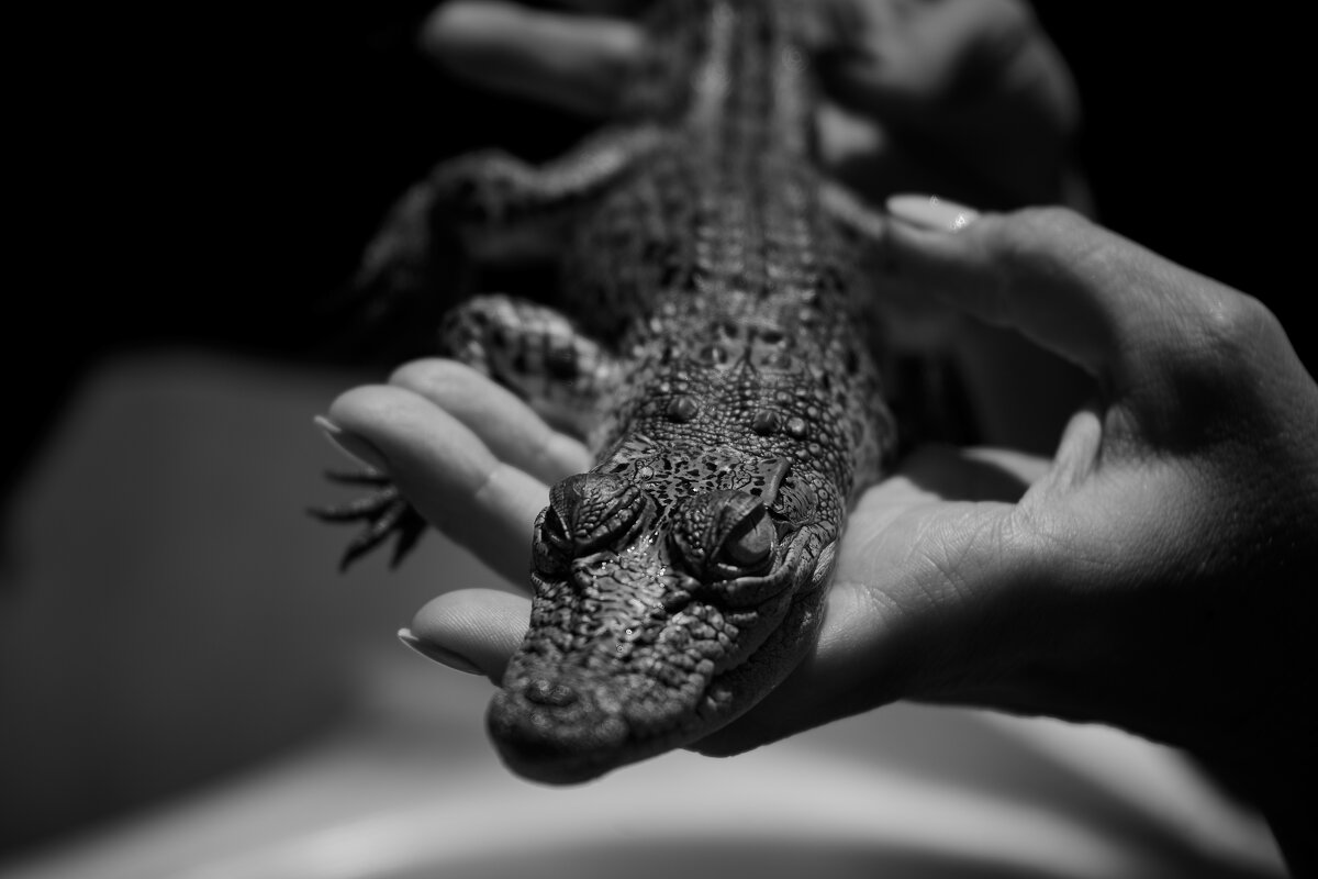 crocodile - Sasha K
