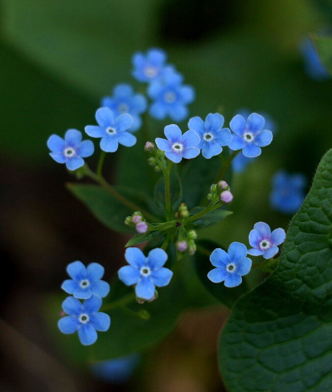 Бруннера Сибирская Brunnera sibirica