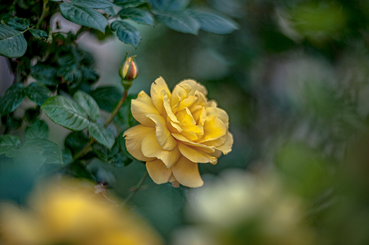 Yellow rose - Олег Шендерюк