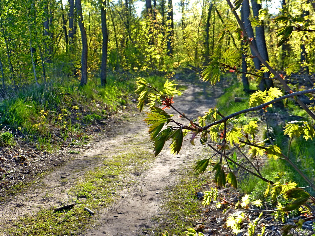 Прямо по дорожке - и в лес - Raduzka (Надежда Веркина)