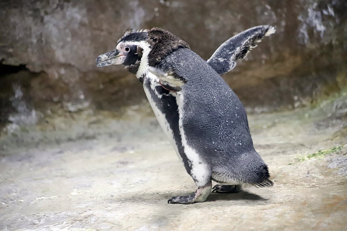 Пингвин - аркадий 
