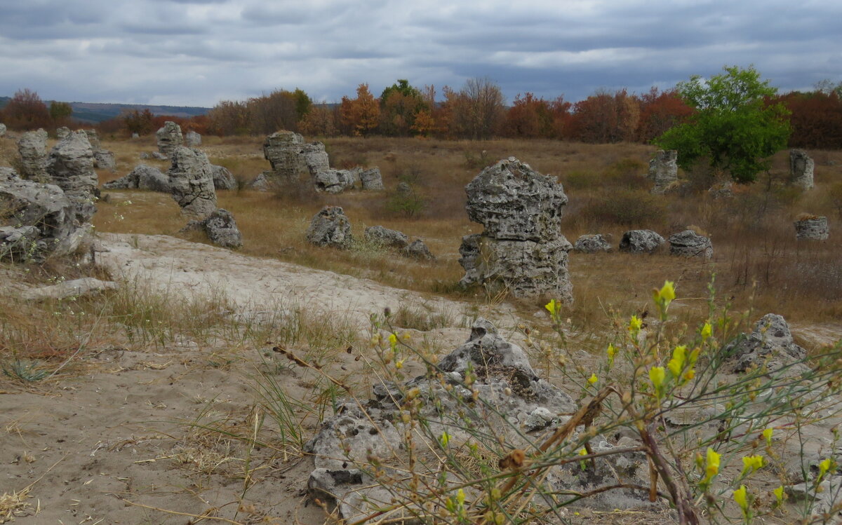 в заповеднике  Каменный лес, Побити Камни, - ИРЭН@ .