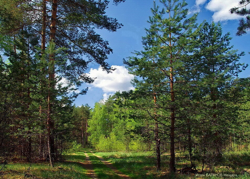 К июньским дням готовятся пролески. - Лесо-Вед (Баранов)