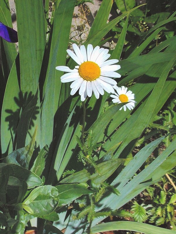 Ромашечки - Фотогруппа Весна