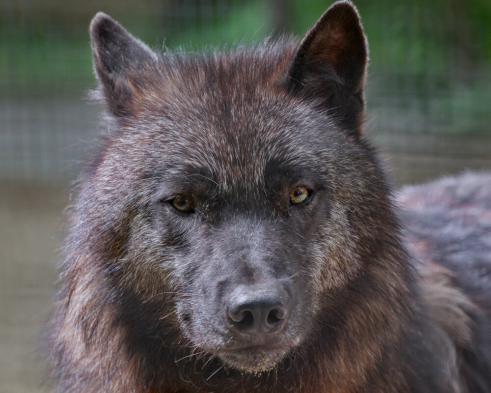 Черный волк - Владимир Габов