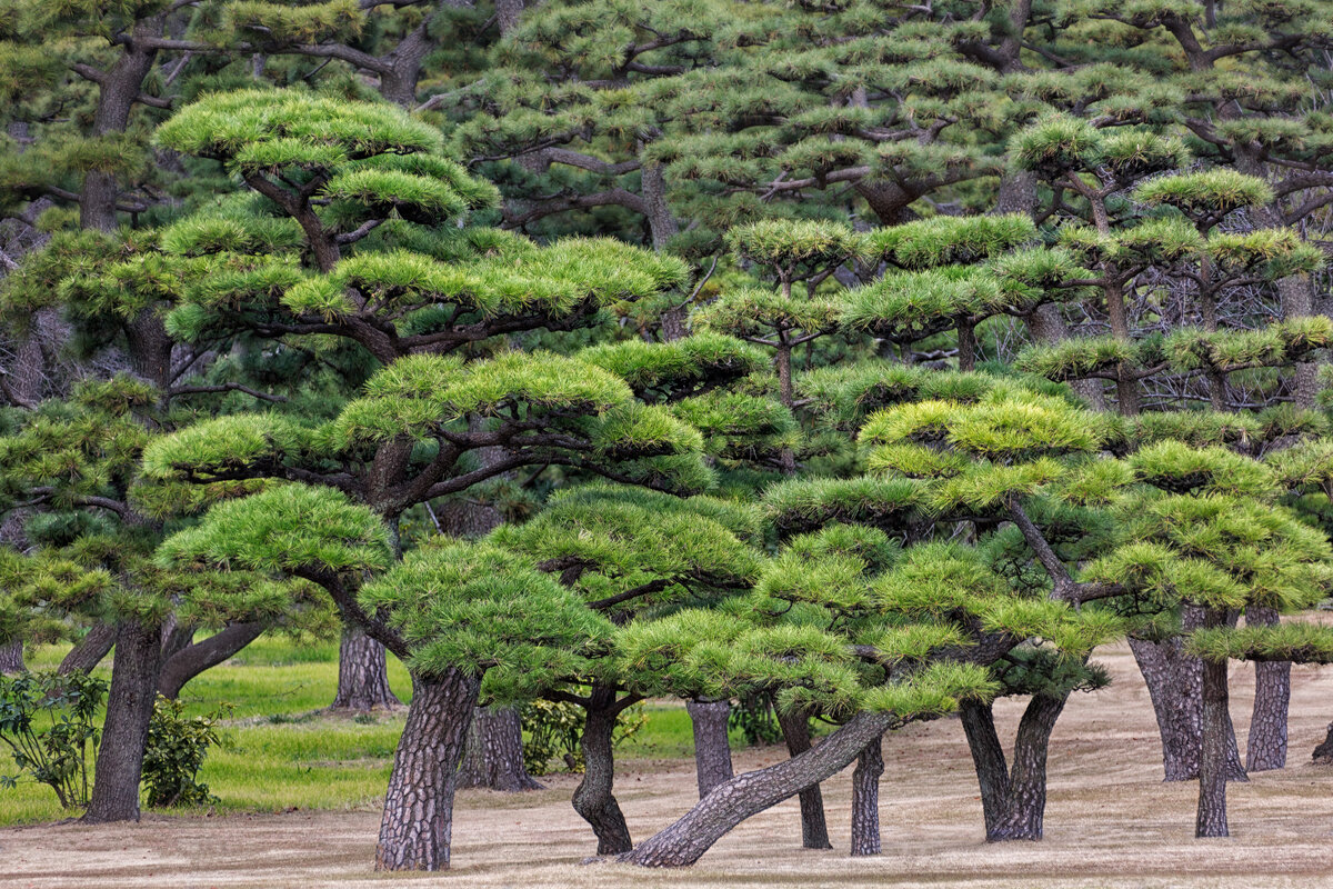 Японский хвойный лес - slavado 