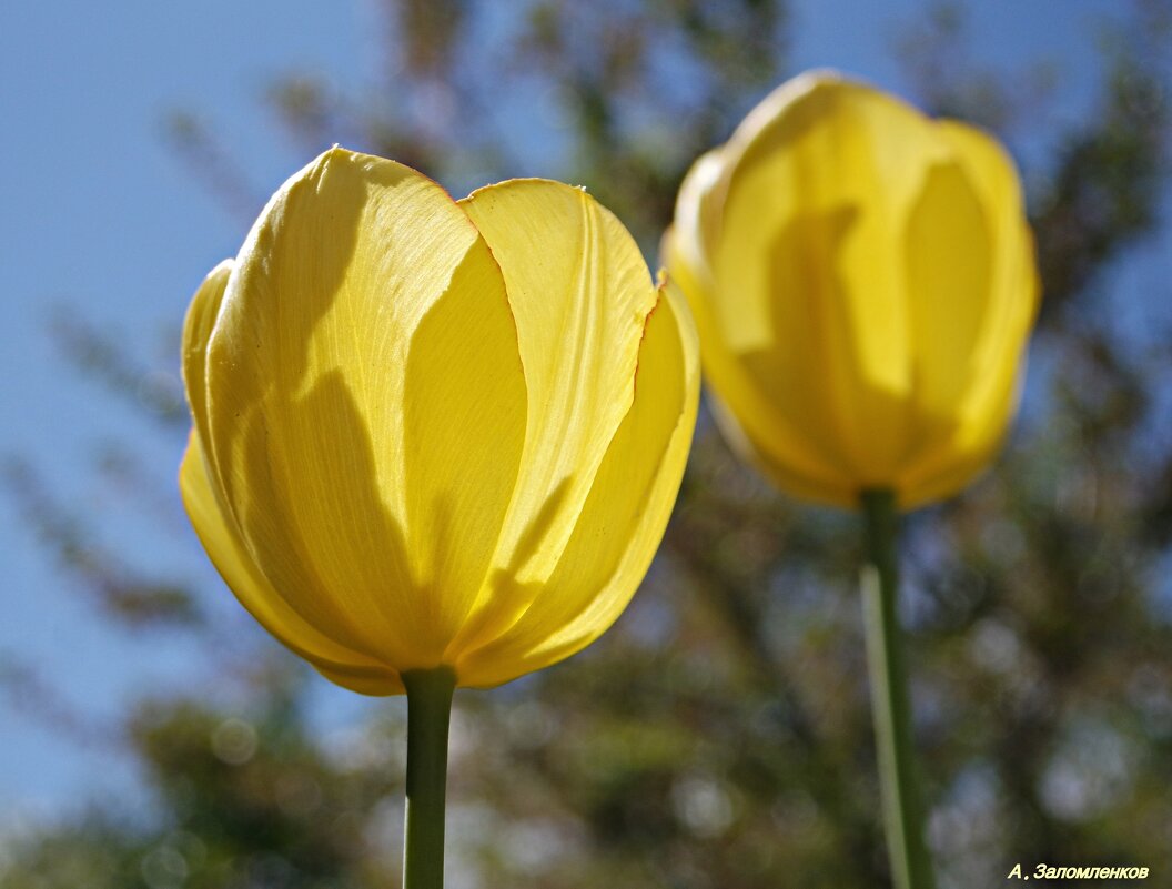 Желтые тюльпаны, вестники разлуки с весною яркой.. - Андрей Заломленков