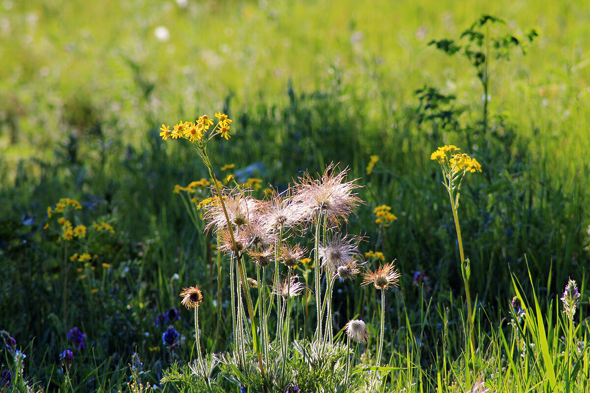 Цветы в траве - Екатерина Торганская
