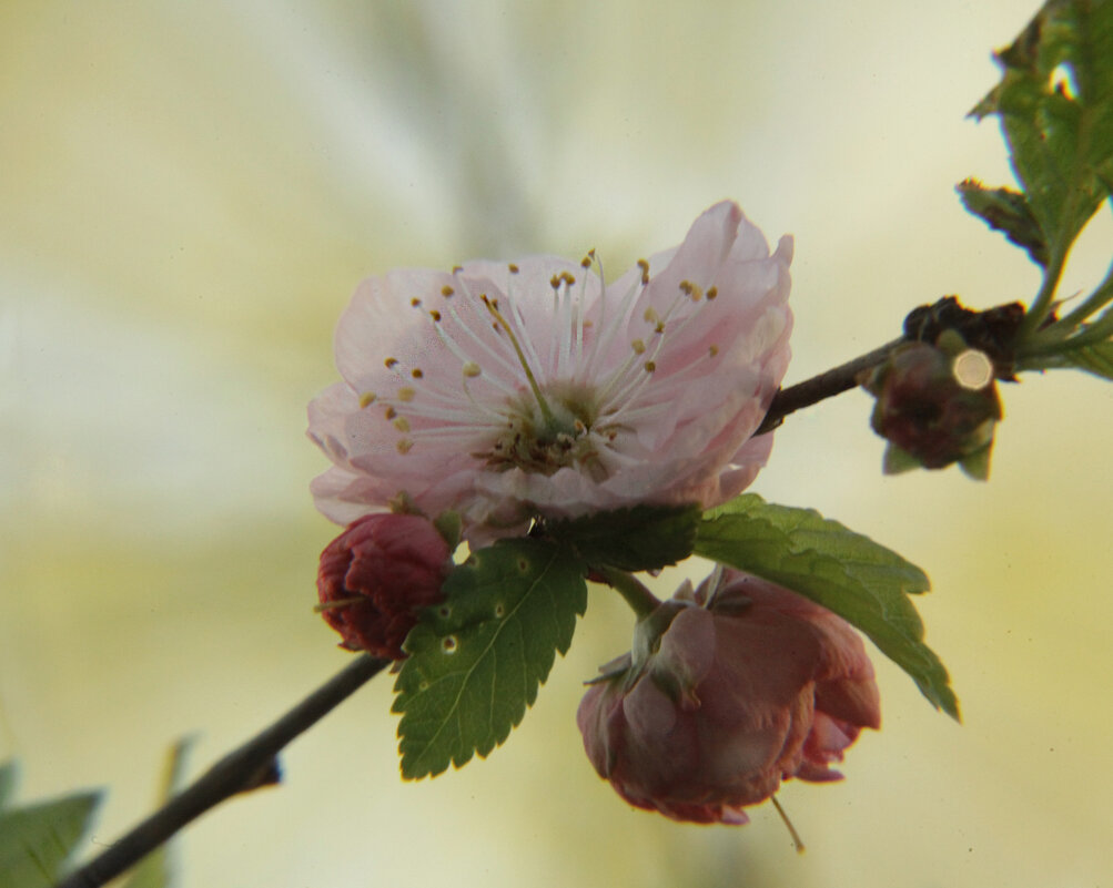 Весеннее цветение - Evgeny 