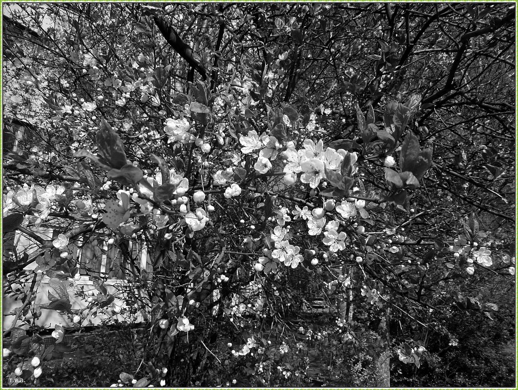 Цветы вишни - Вера 