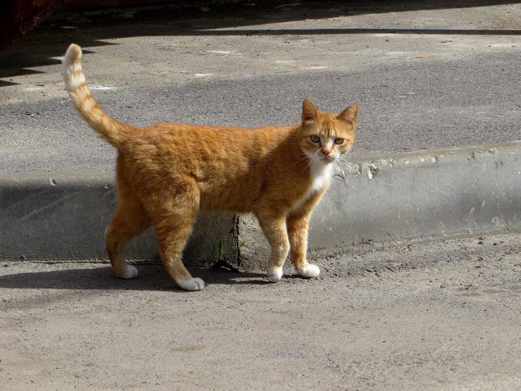 Рыжий кот - это кот-солнышко, который олицетворяет горящий очаг, тепло и уют дома - Татьяна Смоляниченко