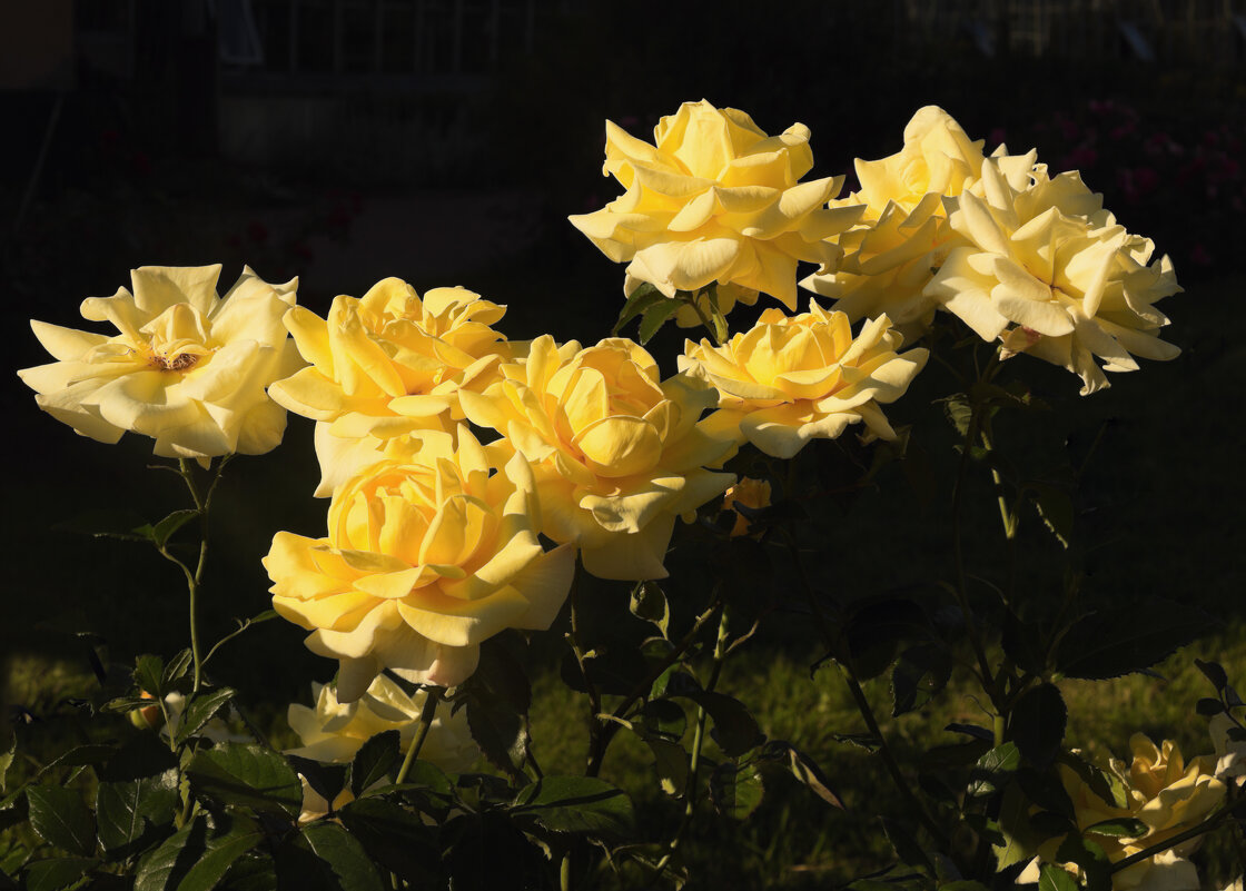 Жёлтые розы - Aнна Зарубина