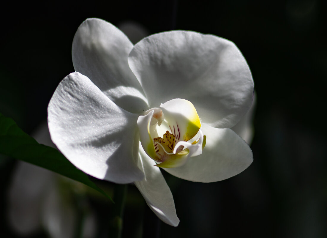 Орхидея - Праворукий Пингвин