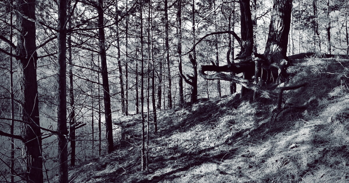 Restricted forest - Александр Липецкий