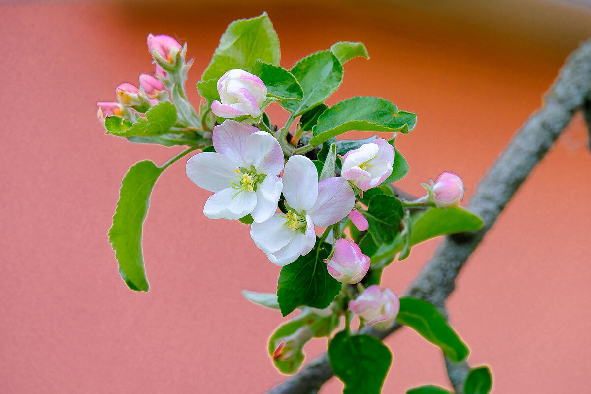 Яблони цветут - Виктор 