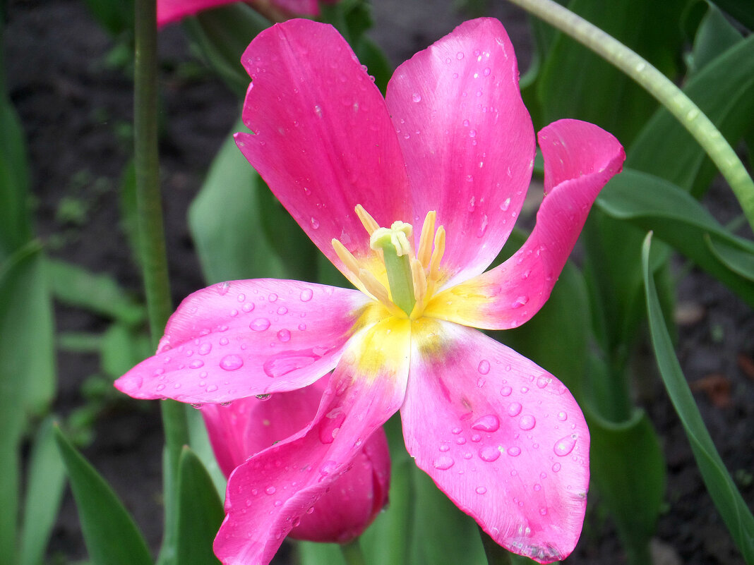 Тюльпан после дождя - MarinaKiseleva 