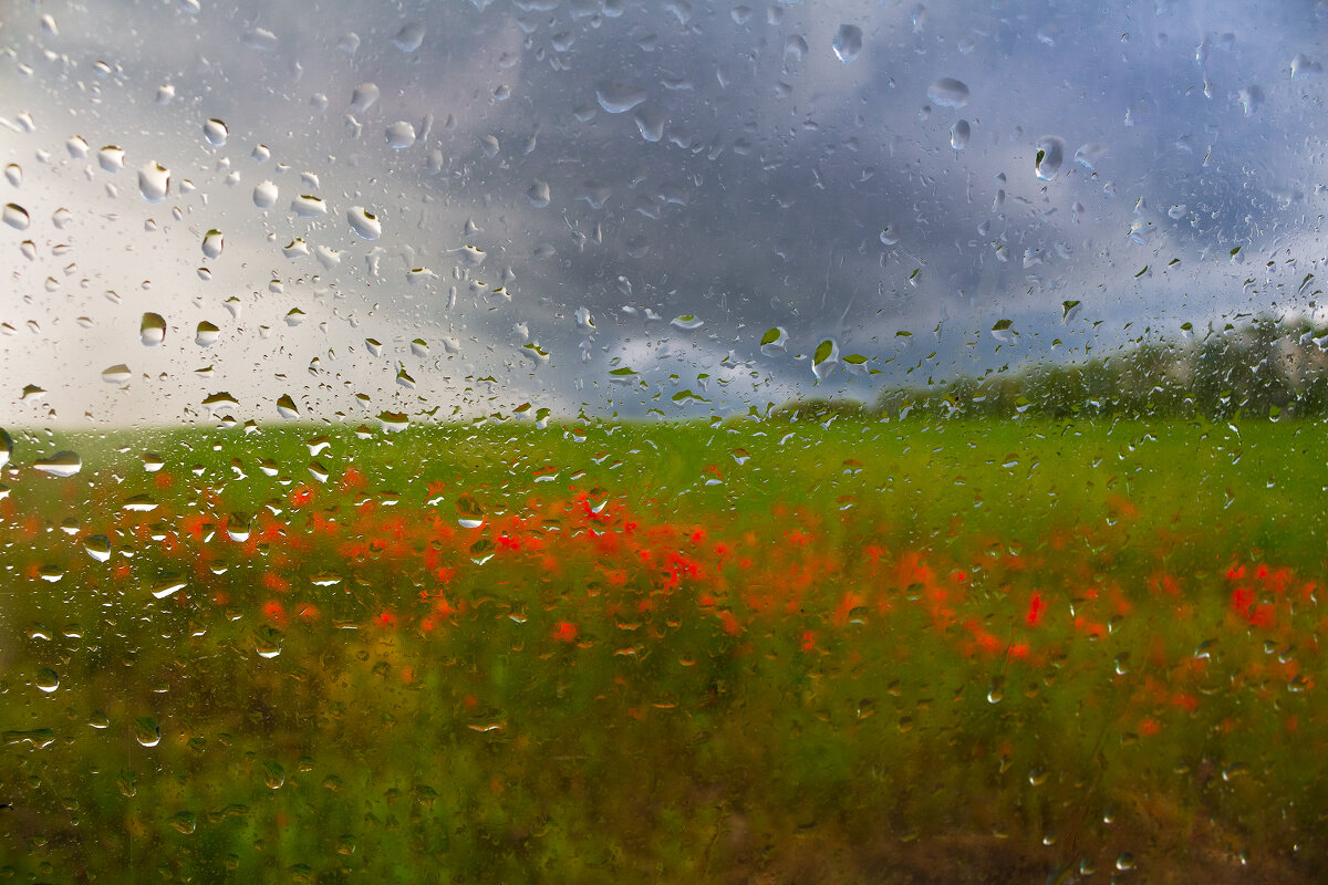 Пасмурный день...  в поле маки, за окном дождь. - Евгений Воропинов