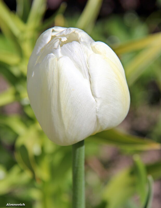 Белые тюльпаны, блик луны туманный. - Андрей Иванович (Aivanovich-2009)