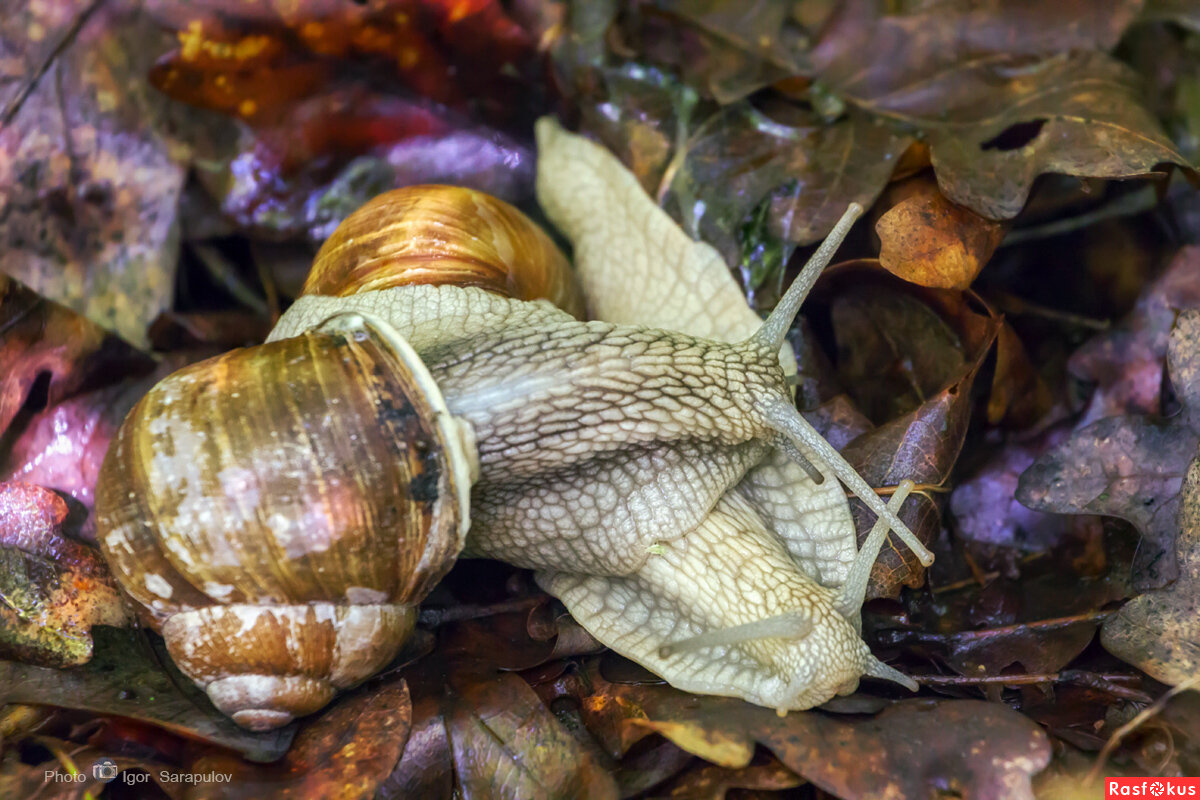 Helix pomatia - Игорь Сарапулов