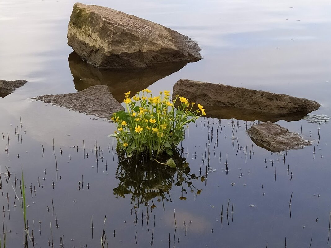 Цветы на реке - Julia Nikolina