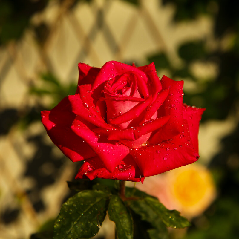 роза 4 - Игорь Гарагуля